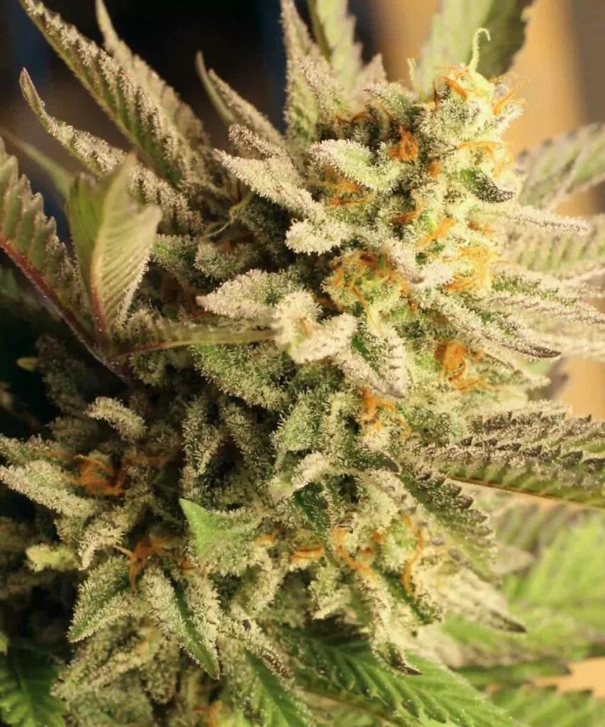 Nahaufnahme der Gelato 33-Sorte, die ihre farbenfrohen Buds mit einer Mischung aus grünen, orangen und lila Tönen zeigt.