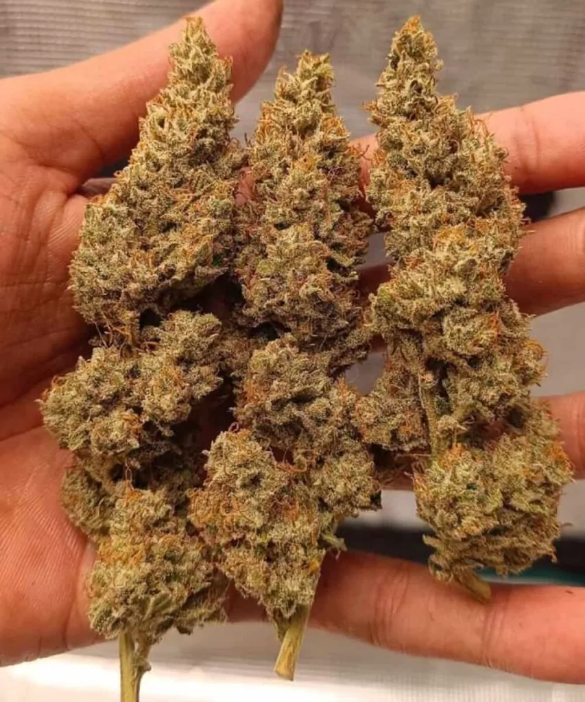 Die Gelato-Buds, perfekt getrocknet, weisen ein reiches, lebendiges Aussehen auf, mit tiefen Lilatönen, die sich mit leuchtend orangefarbenen Pistillen verweben. Ihre dichte Struktur glänzt mit einer frostigen Schicht aus Trichomen und verströmt ein cremiges, süßes Aroma, das diese ikonische Sorte definiert.
