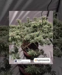 Die Gelonade-Sorte, mit Low-Stress-Training (LST) erzogen, zeigt ihre ausgebreiteten Äste und die gesunde Bud-Entwicklung.