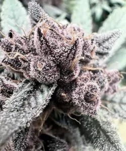 Nahaufnahme eines Georgia Pie-Sorten-Buds, der mit zuckerähnlichen, schneebedeckten Kristallen bedeckt ist und die detaillierten Trichome hervorhebt.