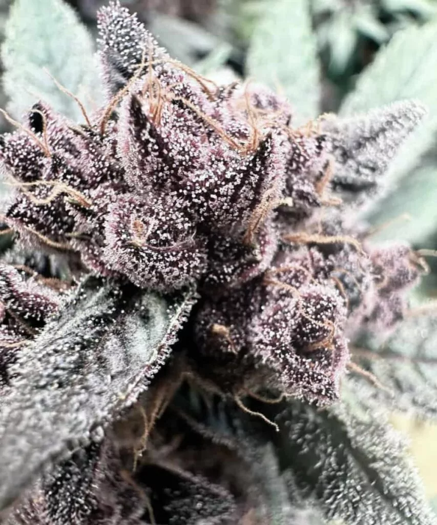 Nahaufnahme eines Georgia Pie-Sorten-Buds, der mit zuckerähnlichen, schneebedeckten Kristallen bedeckt ist und die detaillierten Trichome hervorhebt.