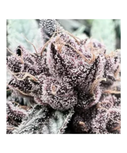 Eine stark vergrößerte Ansicht eines Georgia Pie-Sorten-Buds, der eine komplexe Schicht zuckerhaltiger Trichome mit kristallähnlichen Details zeigt.