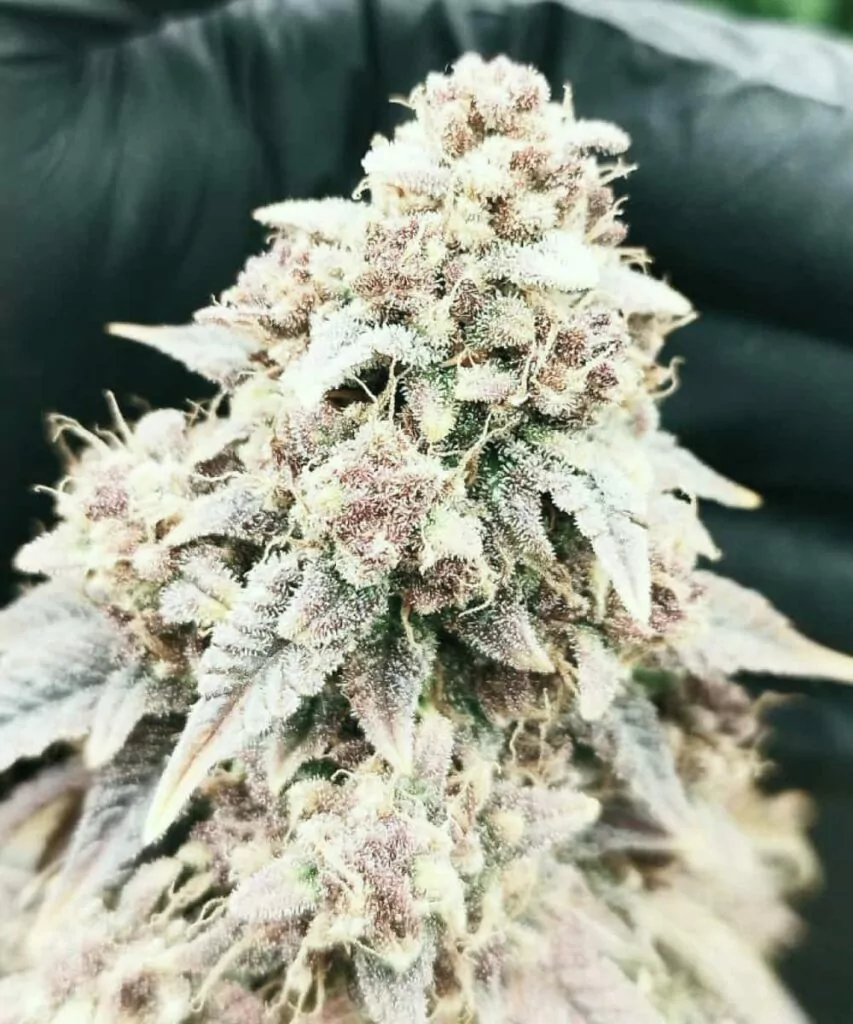 Nahaufnahme der Ghost Train Haze-Buds, die aus Ghost Train Haze-Samen gezogen wurden, dicht bedeckt mit kristallähnlichen Trichomen, die die Potenz und einzigartige Textur der Sorte hervorheben.