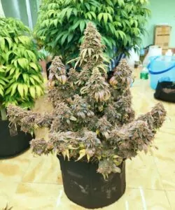 Vollansicht einer Godfather OG-Cannabis-Pflanze, die aus Godfather OG-Samen gezogen wurde, und ihre dichte Struktur sowie kräftiges, blättriges Wachstum zeigt.
