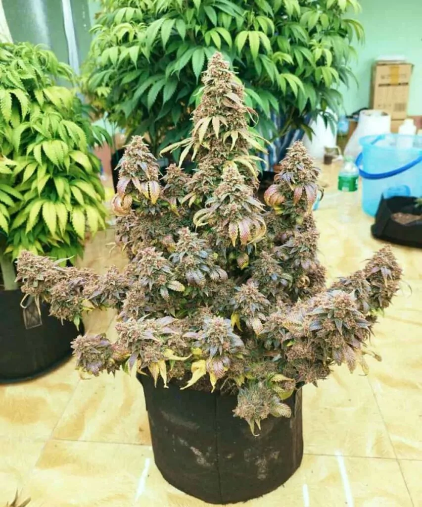 Vollansicht einer Godfather OG-Cannabis-Pflanze, die aus Godfather OG-Samen gezogen wurde, und ihre dichte Struktur sowie kräftiges, blättriges Wachstum zeigt.