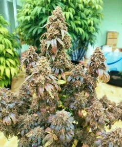 Nahaufnahme mehrerer Godfather OG-Colas, die dicke Buds zeigen, die mit Trichomen bedeckt sind, gezogen aus Godfather OG-Samen.