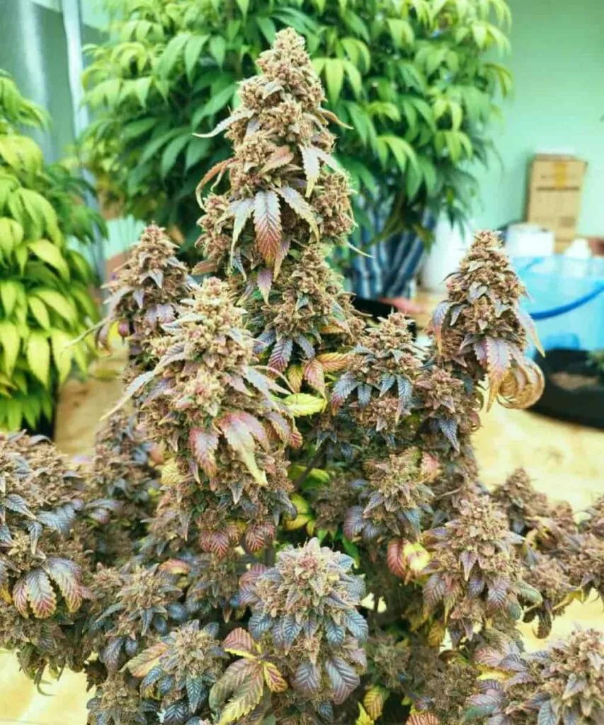 Nahaufnahme mehrerer Godfather OG-Colas, die dicke Buds zeigen, die mit Trichomen bedeckt sind, gezogen aus Godfather OG-Samen.