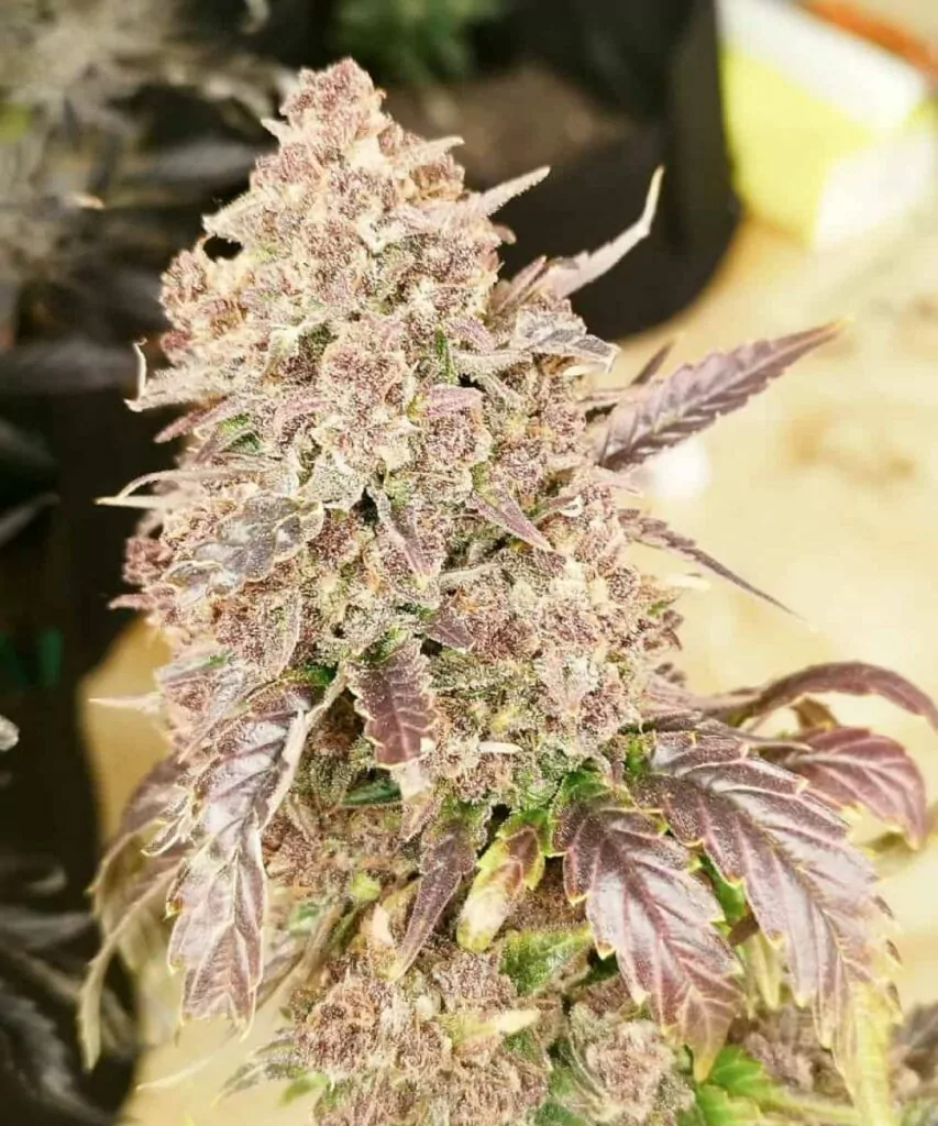 Nahaufnahme eines Ice Cream Cake-Cannabis-Buds, das aus Ice Cream Cake-Samen gezogen wurde, dicht mit Trichomen und funkelnden Kristallformationen bedeckt, und die starke Potenz der Sorte zeigt.