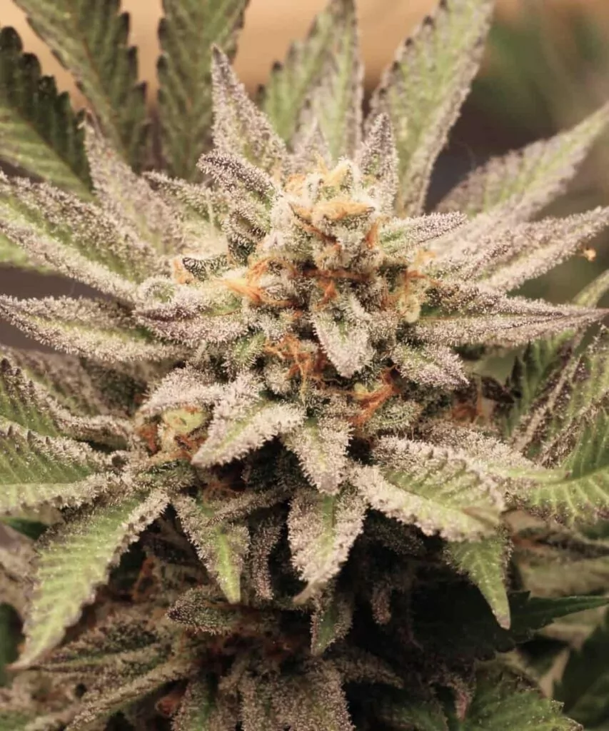 Detaillierte Makroaufnahme der Kush Mints-Buds, mit einem minzgrünen Grund und einer dicken Schicht eisiger Trichome für ein frostiges Finish.