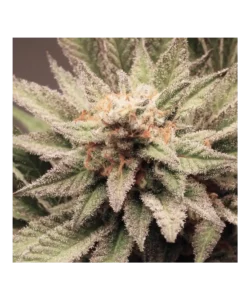 Nahaufnahme von Kush Mints Cannabis, die die dichte Bud-Struktur, feurige orange Pistillen und funkelnde kristalline Trichome betont.