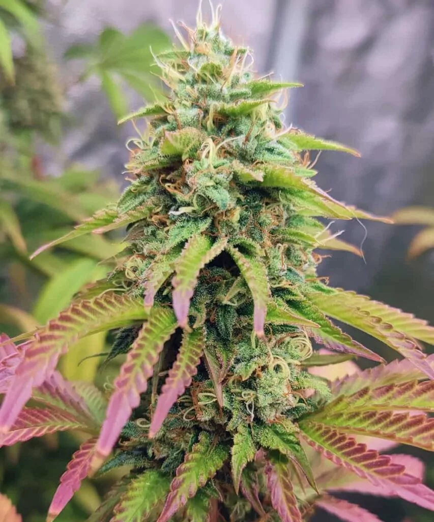 Pink Runtz Strain-1 Head-Cola: **Die Haupt-Head-Cola der Pink Runtz-Sorte**, die vor frostigen Trichomen und Schattierungen von Pink, Grün und Violett nur so sprüht.
