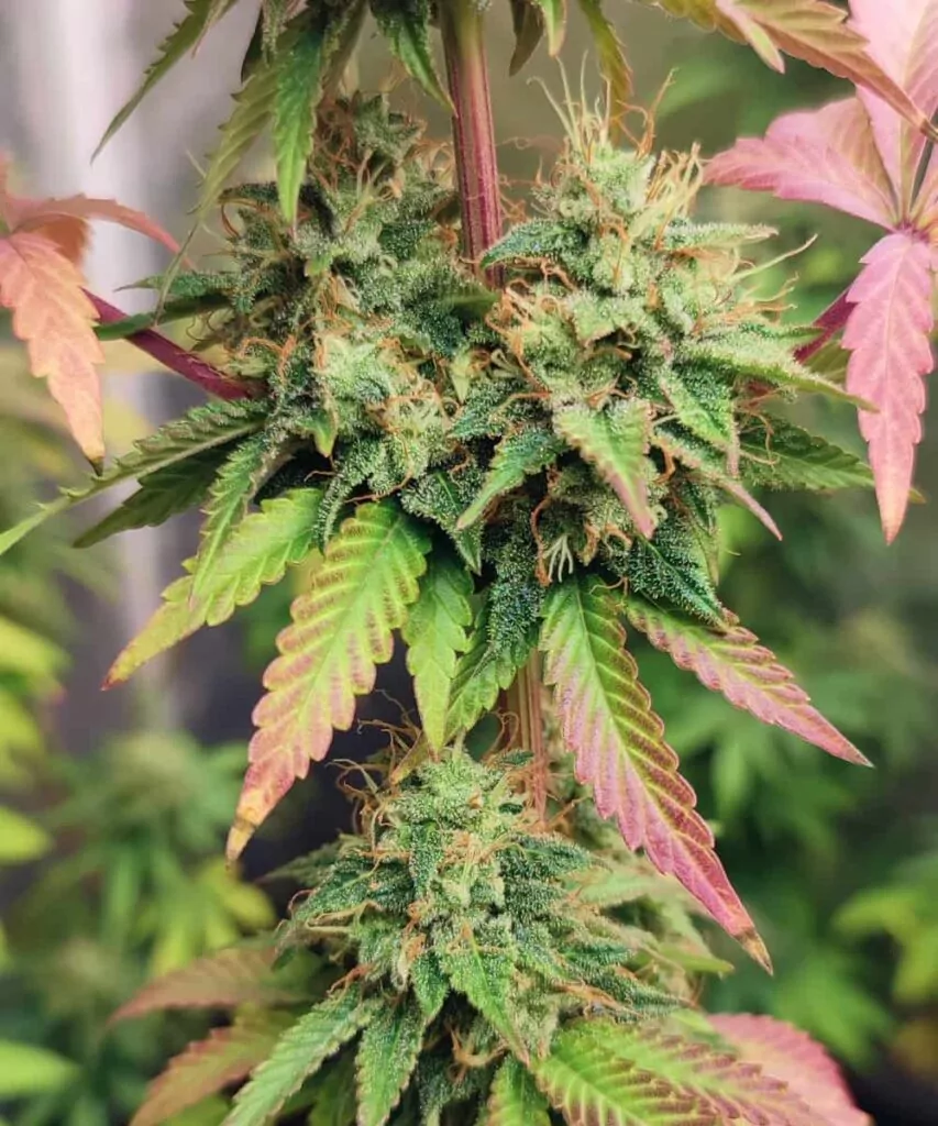 Pink Runtz Strain-2 Mittel-Fokus: **Eine Ansicht der Mitte der Pink Runtz-Pflanze**, die mehrere kompakte Buds mit lebendigen Farben und harzüberzogenen Schichten zeigt.