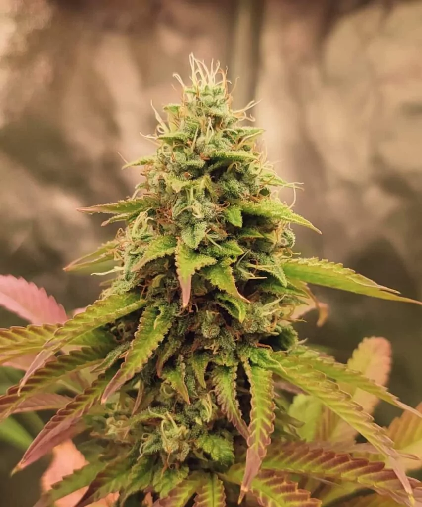 Pink Runtz Strain-3 Zoom-Nahaufnahme: **Nahaufnahme eines Pink Runtz-Head-Buds**, mit Fokus auf seine kristallinen Trichome und den reichen Farbverlauf von Pink, Violett und Grün.