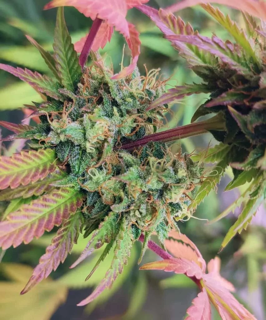 Pink Runtz Strain-4 Pink Leaves: **Rosa gefärbte Blätter der Pink Runtz-Sorte**, die der Pflanze ein einzigartiges und auffälliges Aussehen verleihen.