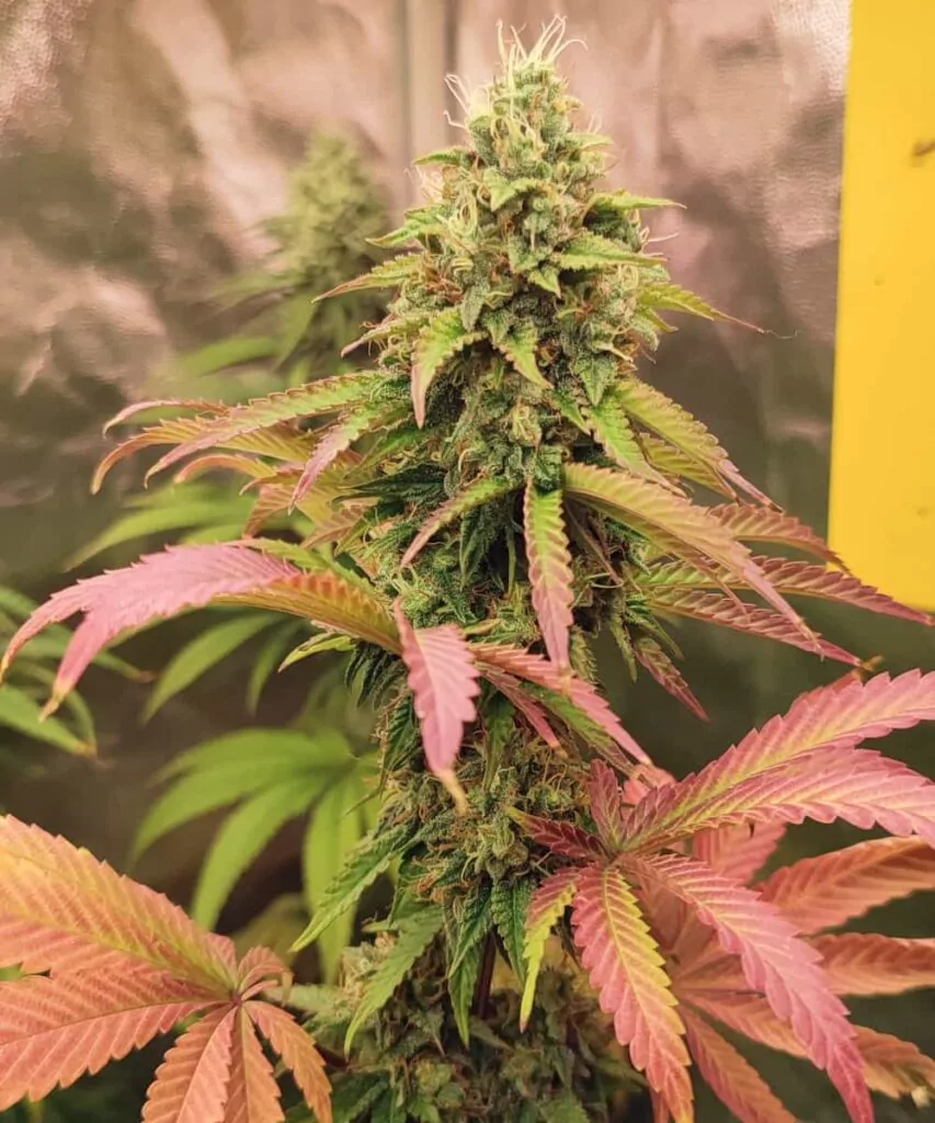 Pink Runtz Strain Ganze Pflanze: **Eine lebendige Pink Runtz-Cannabispflanze**, die aufrecht steht mit einem üppigen Blätterdach und dichten, bunten Buds, bereit für die Ernte.