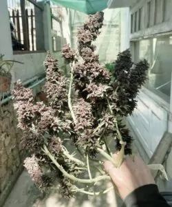 Die Purple Punch-Sorte mit großen, dichten Colas, die mit lebendigen Lilatönen und frostigen Trichomen bedeckt sind.