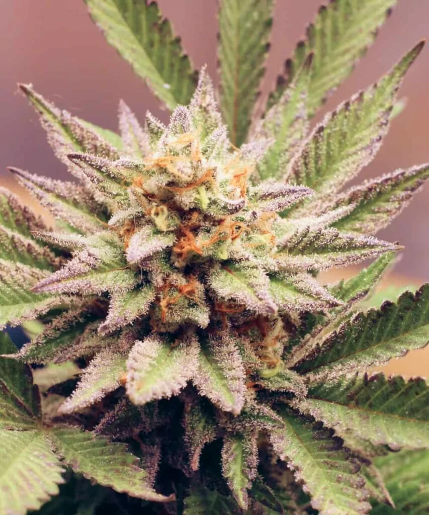 Nahaufnahme der Purple Runtz-Sorte, die tief lilafarbene Buds mit leuchtend grünen Untertönen und frostigen Trichomen zeigt.