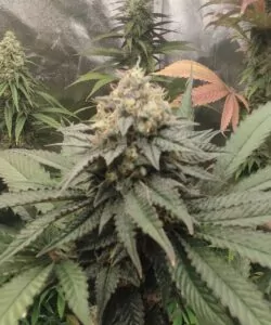 Bud: **Ein perfekt getrockneter Runtz-Bud**, der seine charakteristischen violetten und grünen Farbtöne zeigt, umhüllt von einer zuckerartigen Harzschicht.