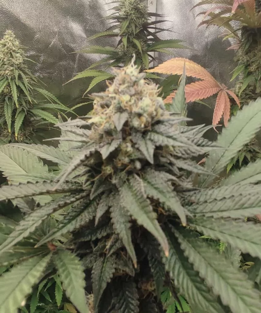 Bud: **Ein perfekt getrockneter Runtz-Bud**, der seine charakteristischen violetten und grünen Farbtöne zeigt, umhüllt von einer zuckerartigen Harzschicht.