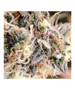 Trichome: **Eine Makroaufnahme der Runtz-Trichome**, die wie Zuckerkristalle glänzen und die unvergleichliche Potenz und Qualität der Sorte zeigen.