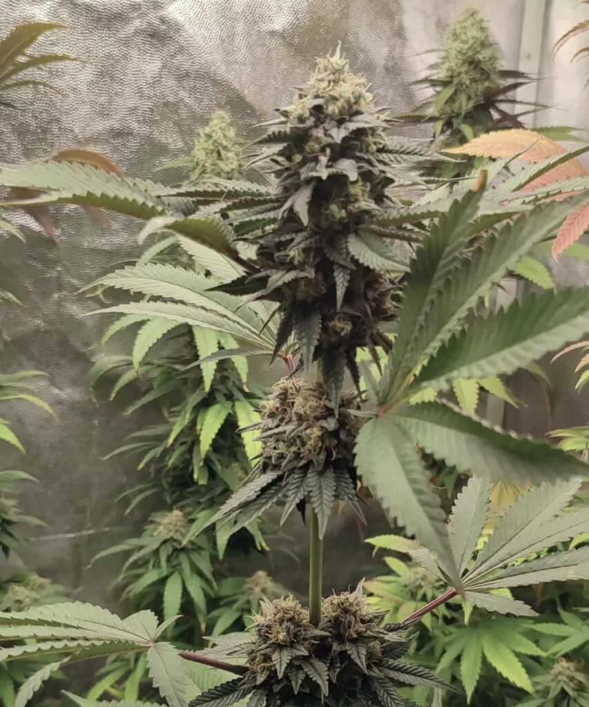 Pflanze: **Die Runtz-Cannabispflanze**, die mit lebendigen grünen Blättern gedeiht und mit violetten Farbtönen getönte Buds hat, die von schimmernden Trichomen überzogen sind.