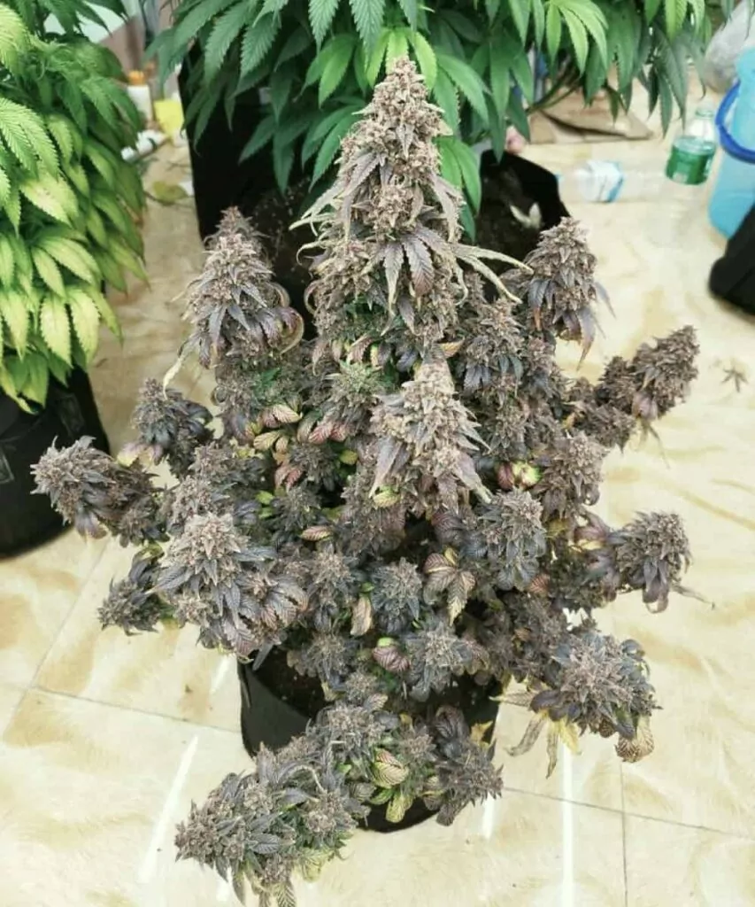 Frontalansicht einer robusten Super Boof-Cannabis-Pflanze mit dicken Colas und dichten Buds, die aus Super Boof-Samen gezogen wurde, vor einem neutralen Hintergrund.