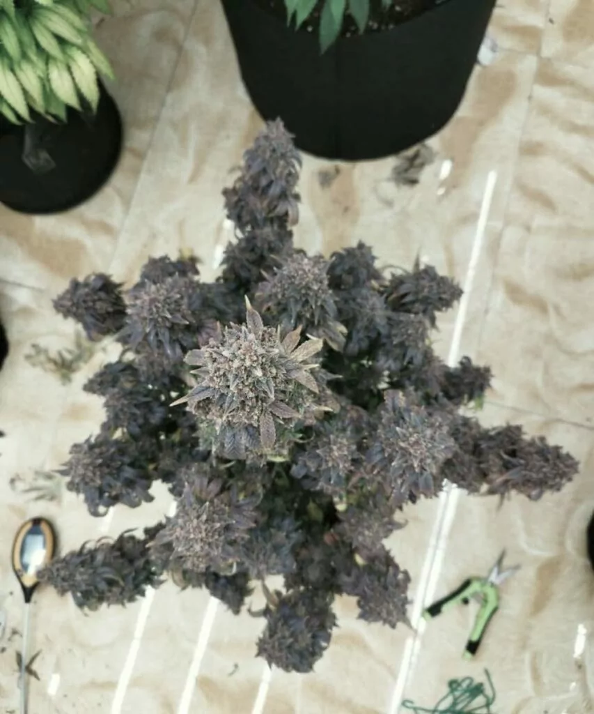 Ansicht von oben auf eine vollständige Super Boof-Cannabis-Pflanze, die ein dickes Blätterdach aus Colas und reichhaltigem Laub zeigt.