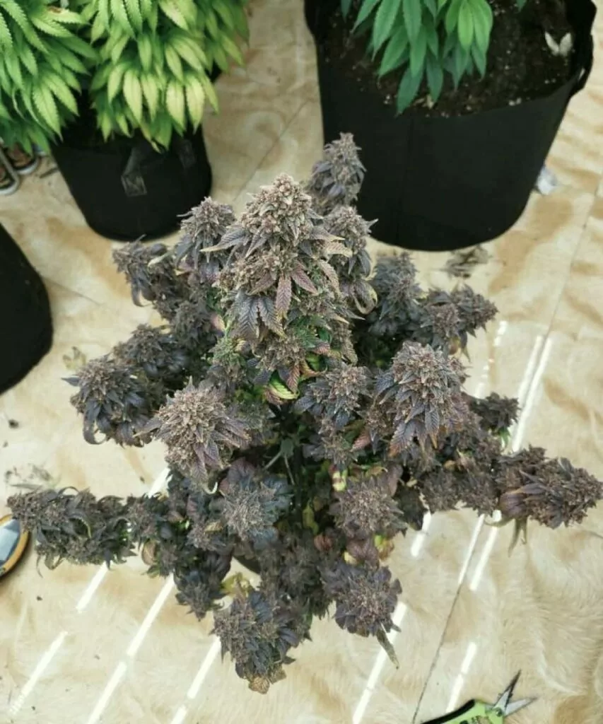 Seitenansicht der Super Boof-Sorte, eine üppige Cannabis-Pflanze mit mehreren Ästen, die schwer mit dichten Buds beladen sind.