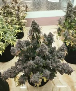 Eine lebendige Super Boof-Cannabis-Pflanze, die aus Super Boof-Samen gezogen wurde, zeigt zahlreiche dichte Colas, die mit Trichomen bedeckt sind.