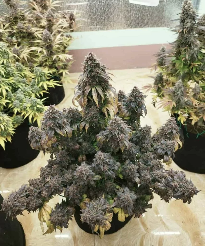 Eine lebendige Super Boof-Cannabis-Pflanze, die aus Super Boof-Samen gezogen wurde, zeigt zahlreiche dichte Colas, die mit Trichomen bedeckt sind.