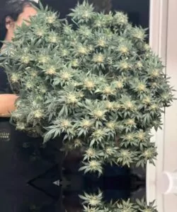 Die Zookies-Pflanze, mit Low-Stress-Training (LST) erzogen, zeigt zahllose Buds und eine Fülle von dicken, lebendigen Colas.