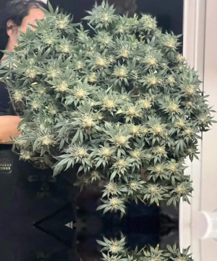 Die Zookies-Pflanze, mit Low-Stress-Training (LST) erzogen, zeigt zahllose Buds und eine Fülle von dicken, lebendigen Colas.
