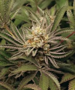 Detaillierte Zoom-Aufnahme der Watermelon Z-Buds, die die dichten, harzbedeckten Blüten und feurigen orangefarbenen Pistillen hervorhebt.