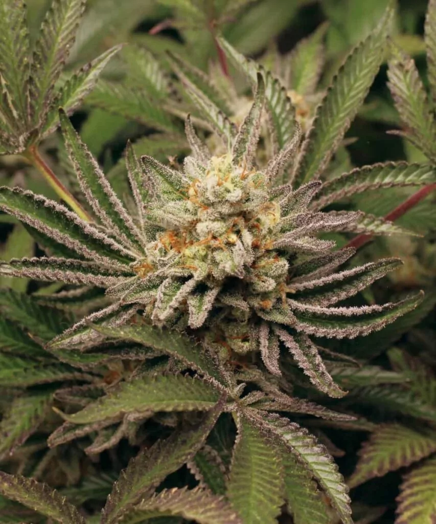 Detaillierte Zoom-Aufnahme der Watermelon Z-Buds, die die dichten, harzbedeckten Blüten und feurigen orangefarbenen Pistillen hervorhebt.