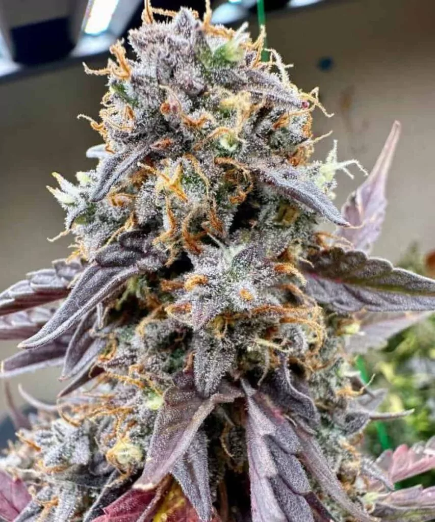 Nahaufnahme eines Watermelon Z-Cannabis-Buds, das eine lebendige Mischung aus Farben zeigt, darunter Töne von Lila, Orange und Grün, mit frostigen Trichomen, die einen schimmernden Abschluss verleihen.