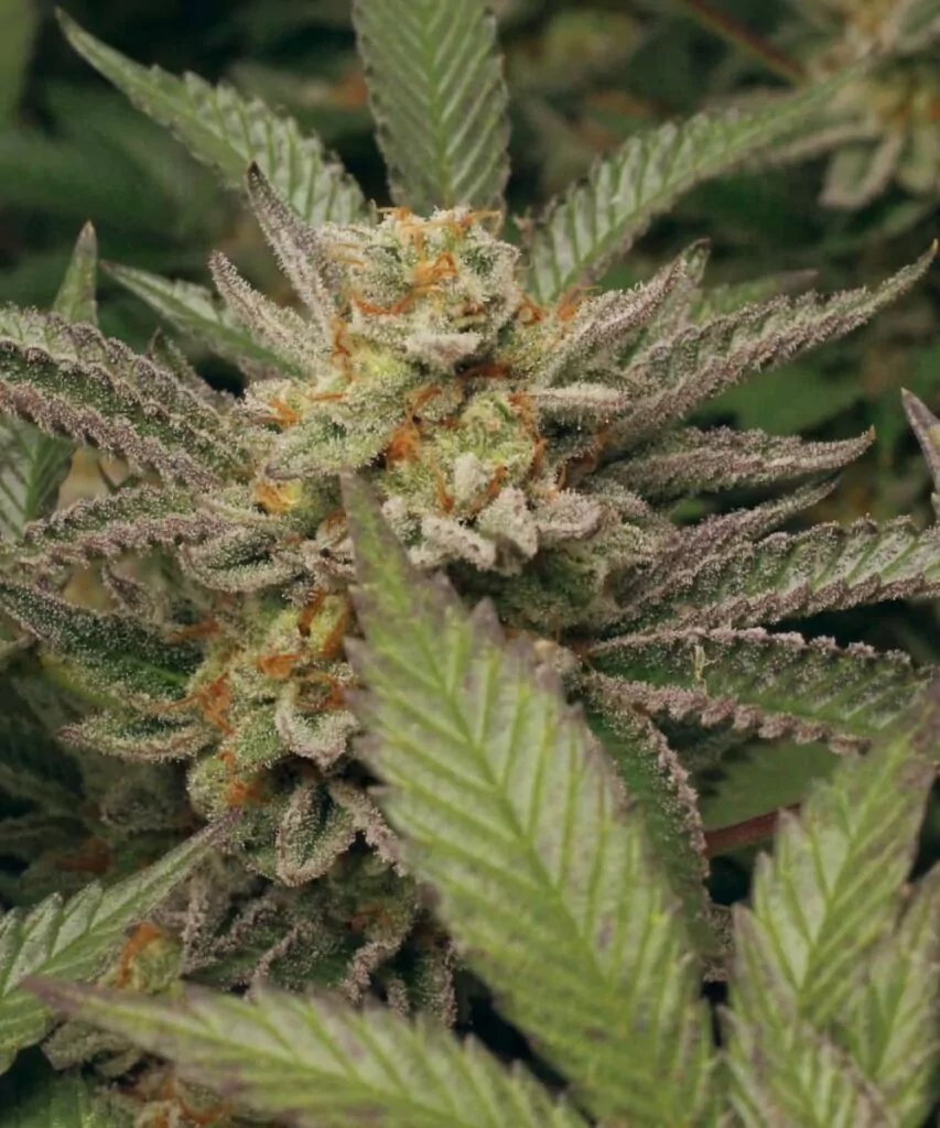 Nahaufnahme eines Watermelon Z-Cannabis-Buds, das lebendige lila, grüne und orange Töne zeigt, mit einer frostigen Schicht von Trichomen, die im Licht schimmern.