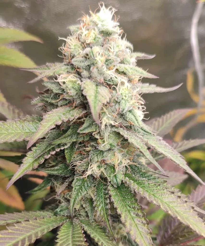 Bild 2 (Großer Head-Bud): **Nahaufnahme eines großen Head-Buds der Animal Mints-Sorte**, mit Fokus auf die frostigen Trichome und die kompakte Form.