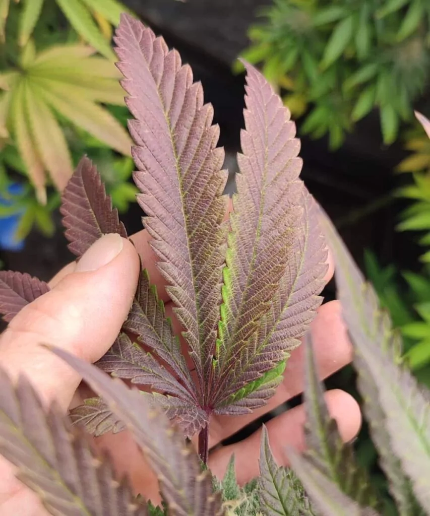 Bild 6 (Violettes Blatt): **Wunderschön violett gefärbtes Blatt der Animal Mints-Sorte**, im Kontrast zu lebendigem Grün und frostigen Trichomen.