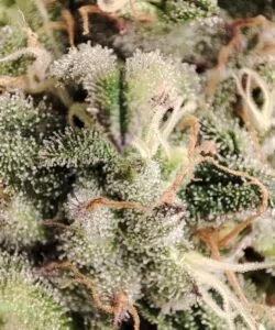 Bild 7 (Zoom Trichome): **Stark vergrößerte Aufnahme der Animal Mints-Trichome**, die ihre kristalline Struktur und reflektierende Beschaffenheit einfängt.