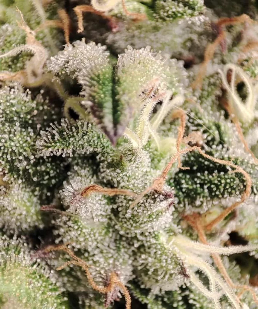 Bild 7 (Zoom Trichome): **Stark vergrößerte Aufnahme der Animal Mints-Trichome**, die ihre kristalline Struktur und reflektierende Beschaffenheit einfängt.
