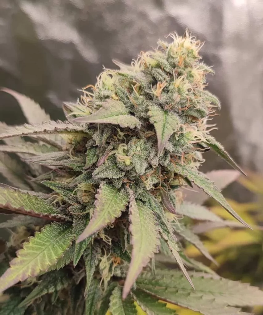 Bild 3 (Großer Head-Bud): **Detaillierte Aufnahme eines großen Head-Buds der Animal Mints-Sorte**, mit einer dicken Trichomschicht und lebendigen Farben.