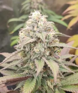 Bild 4 (Großer Head-Bud): **Makroaufnahme eines großen Head-Buds der Animal Mints-Sorte** mit detailreichen Texturen und frostigen Trichomen.