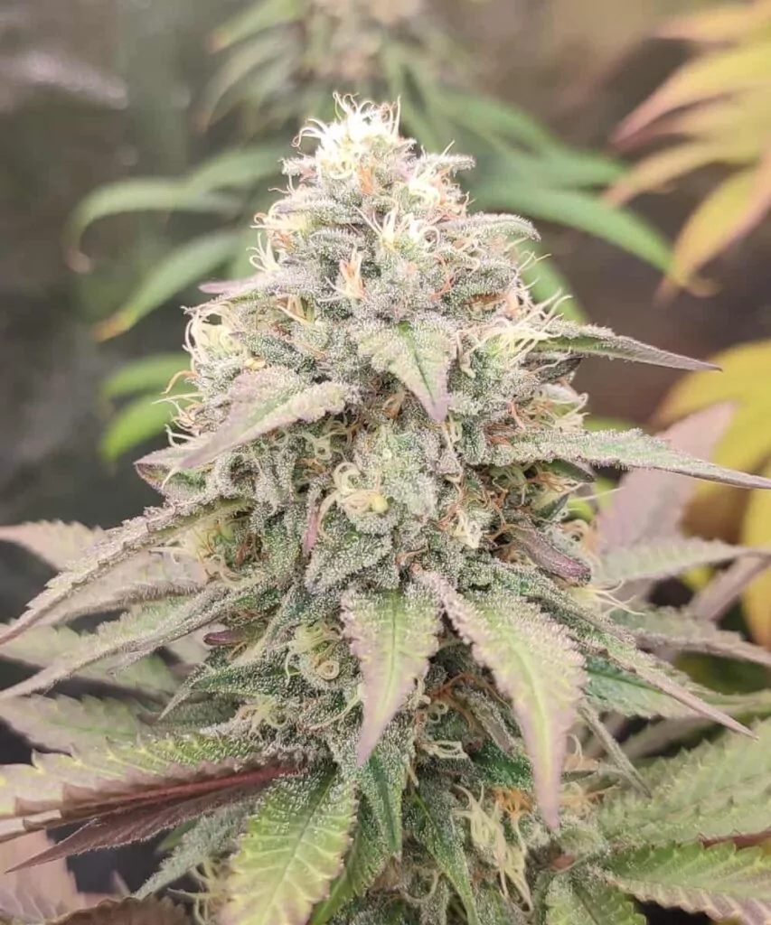Bild 4 (Großer Head-Bud): **Makroaufnahme eines großen Head-Buds der Animal Mints-Sorte** mit detailreichen Texturen und frostigen Trichomen.