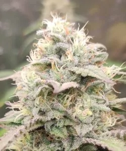 Bild 5 (Zoom Head-Bud-Trichom): **Extreme Nahaufnahme eines Animal Mints-Head-Buds** mit Fokus auf die glitzernden Trichome, die seine Oberfläche bedecken.