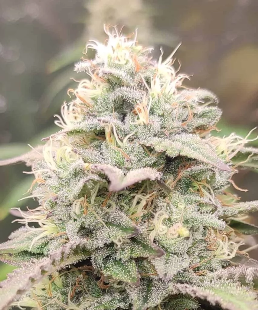 Bild 5 (Zoom Head-Bud-Trichom): **Extreme Nahaufnahme eines Animal Mints-Head-Buds** mit Fokus auf die glitzernden Trichome, die seine Oberfläche bedecken.