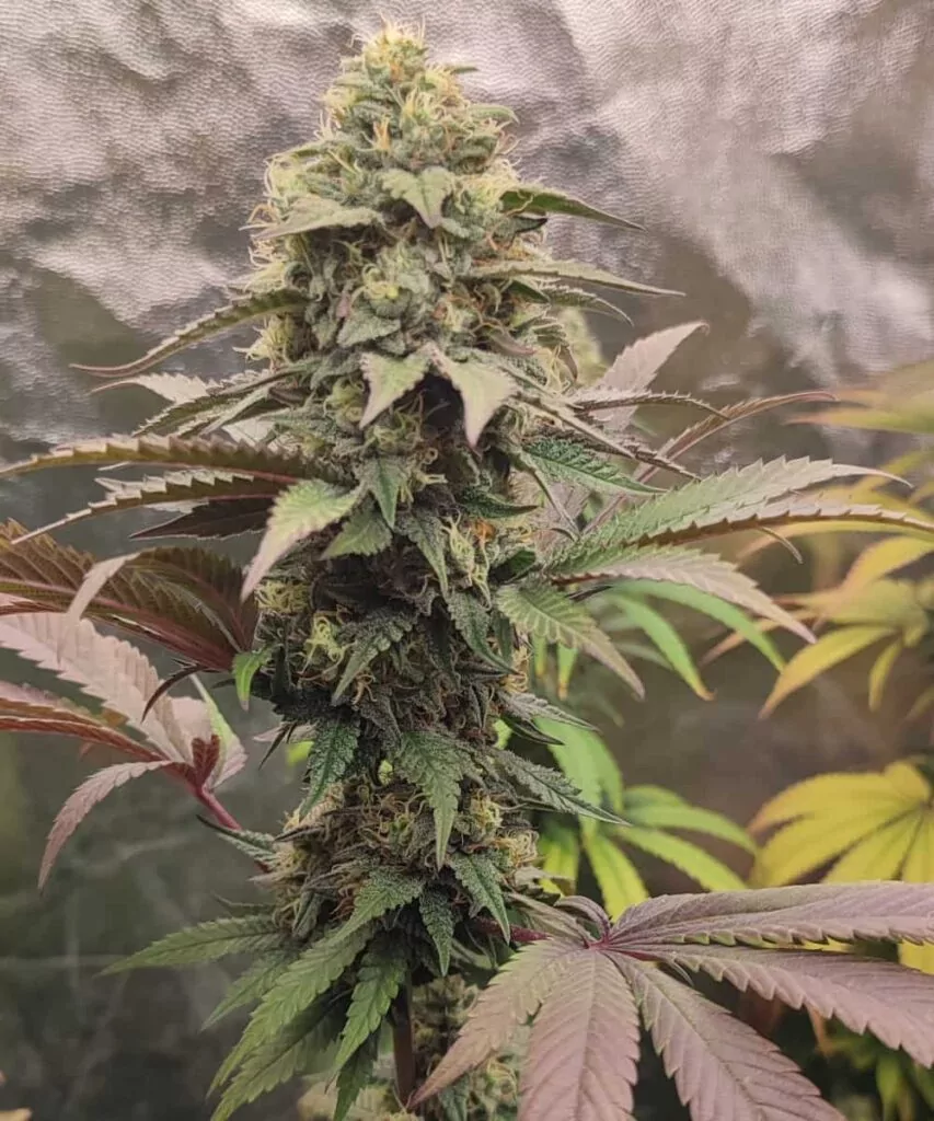 Bild 1 (Große Cola): **Große Cola der Animal Mints-Sorte mit dichten Buds und lebhaften Grüntönen**, die ihre robuste Struktur zeigt.