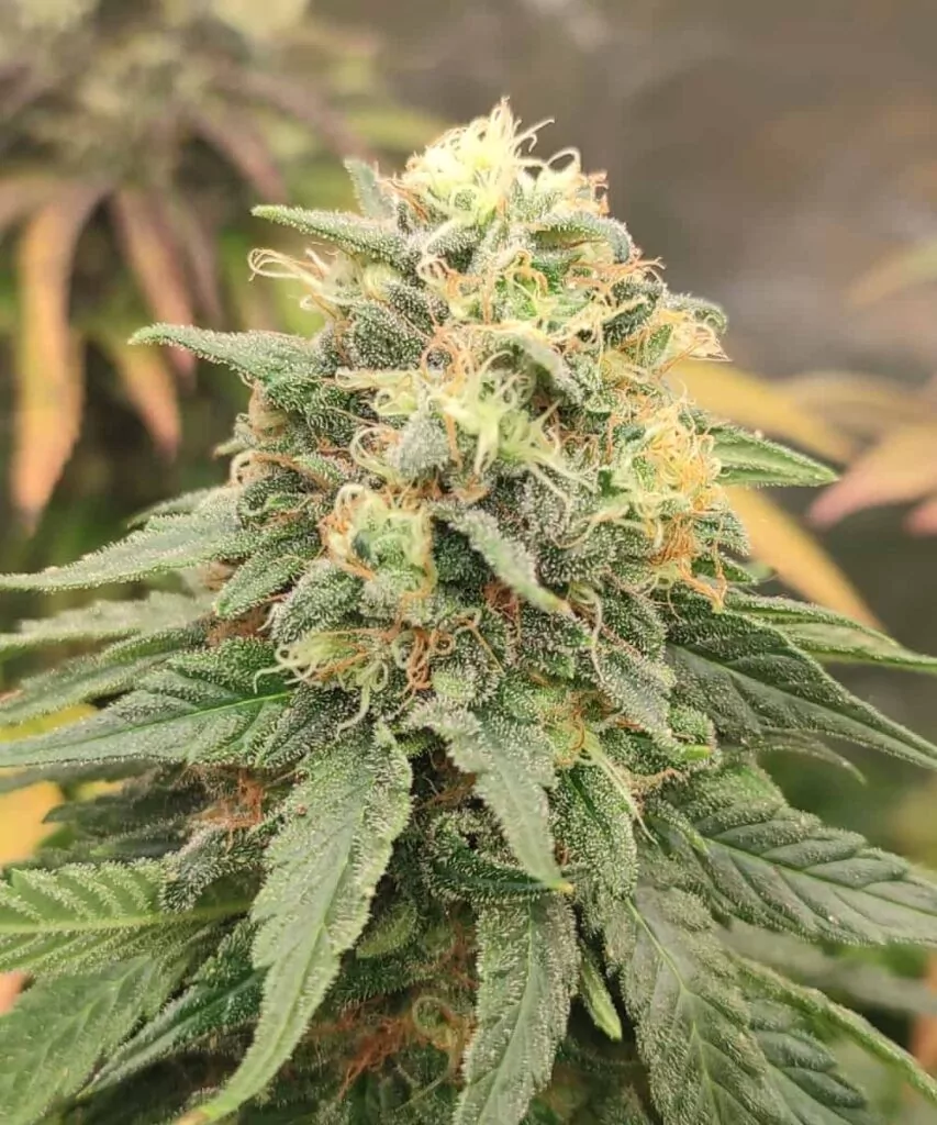 Eine goldbraune Apple Fritter-Sorte, überzogen mit einer leichten Glasur, mit knusprig karamellisierten Rändern und einem weichen, blättrigen Inneren, gefüllt mit Apfelstückchen.