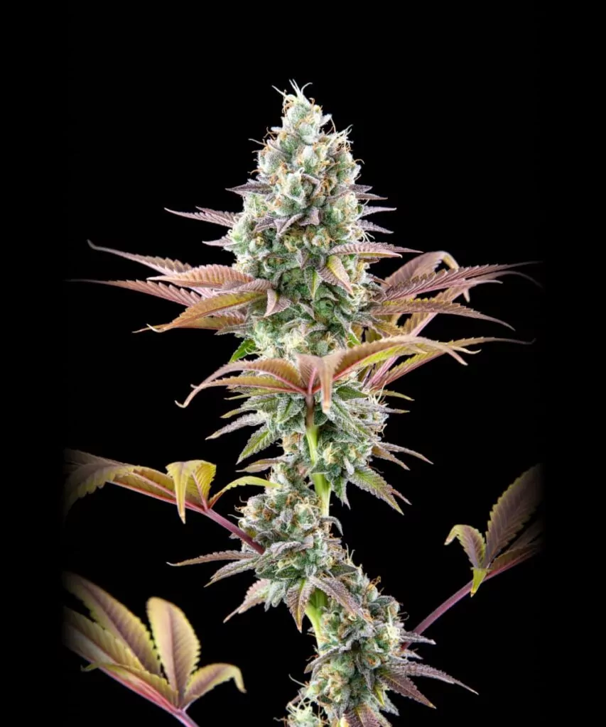 Black Runtz-Cannabispflanze mit farbenfrohen Blättern und kompakten Buds, aufrecht stehend in einem lebendigen Gartensetting.