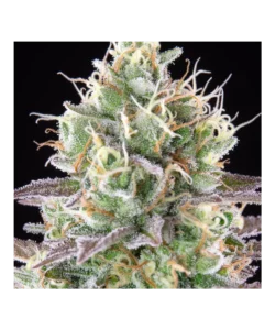 Makroaufnahme der Black Runtz-Trichome, die auf kompakten Buds glitzern, umrahmt von lebendigen, mehrfarbigen Blättern.