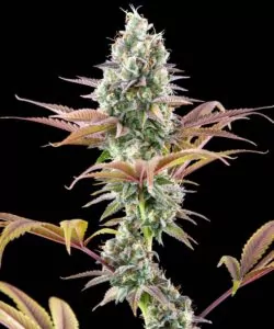 Nahaufnahme einer zweiten Black Runtz-Pflanze mit dichten Buds und einer Vielzahl leuchtender Blattfarben.